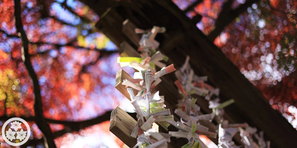 11月-おみくじと紅葉